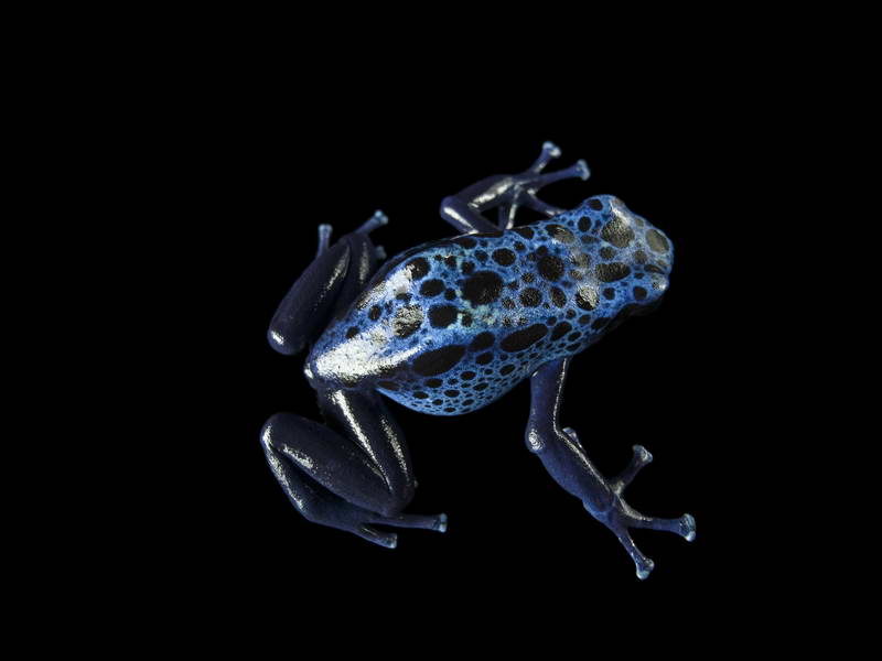 Dyeing Poison Dart Frog_oppo_natgeo_2