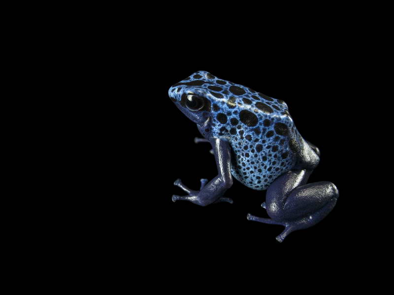 Dyeing Poison Dart Frog_oppo_natgeo_3