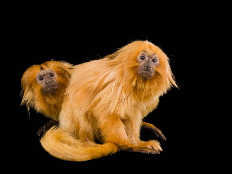 Golden Lion Tamarins_oppo_natgeo_1