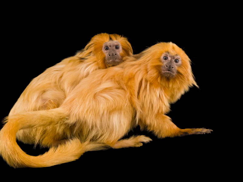 Golden Lion Tamarins_oppo_natgeo_2