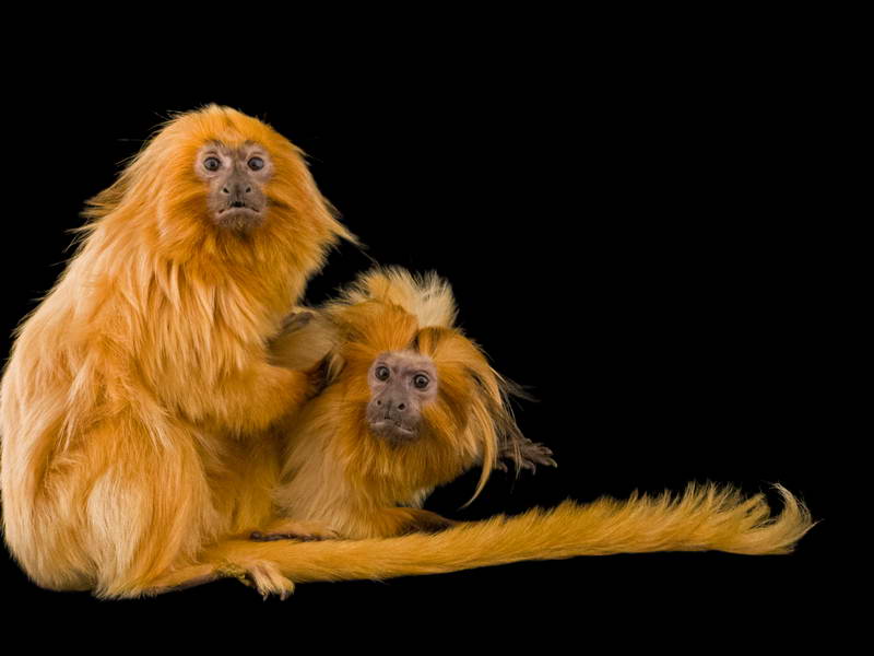 Golden Lion Tamarins_oppo_natgeo_3