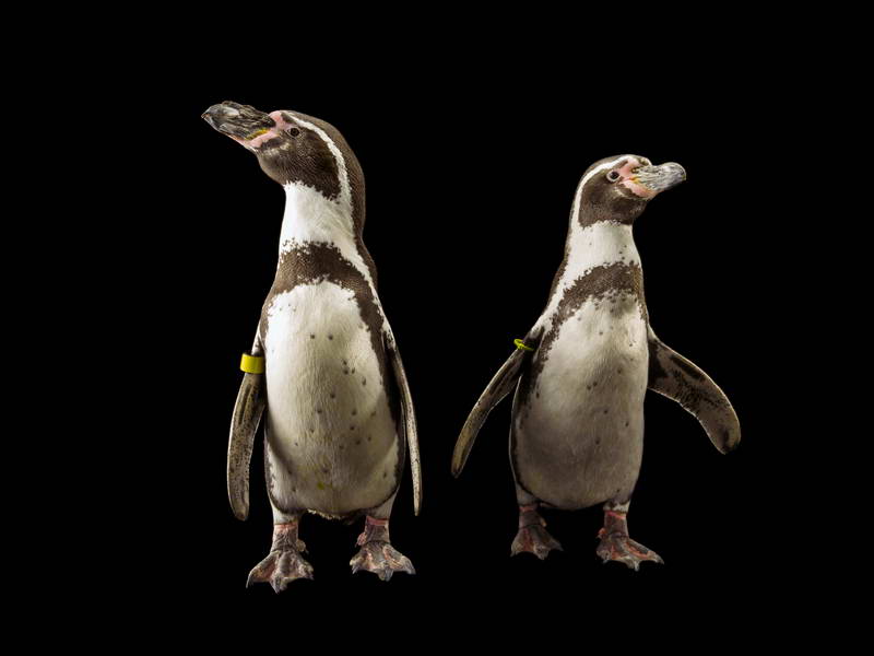 Humboldt Penguins_oppo_natgeo_2