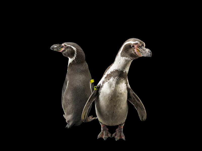 Humboldt Penguins_oppo_natgeo_3