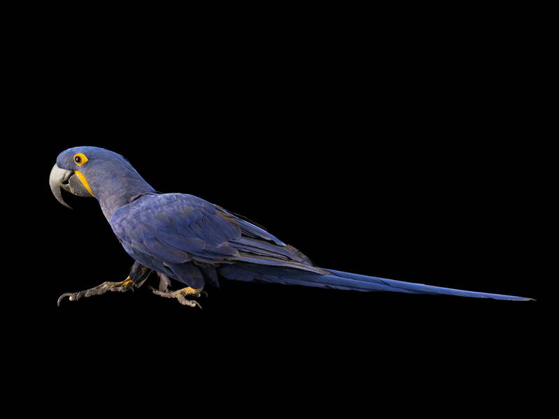 Hyacinth Macaw_oppo_natgeo_1