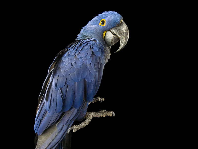 Hyacinth Macaw_oppo_natgeo_2