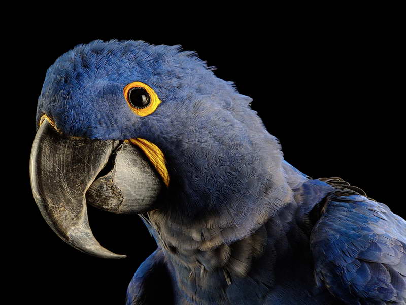 Hyacinth Macaw_oppo_natgeo_3