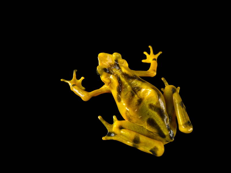 Panamanian Golden Frogs_oppo_natgeo_1