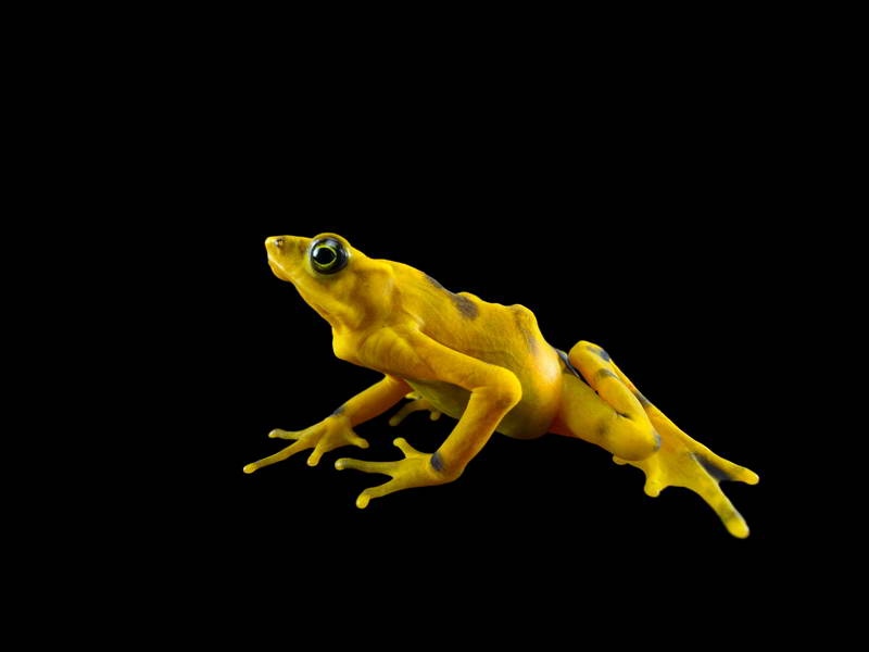 Panamanian Golden Frogs_oppo_natgeo_2