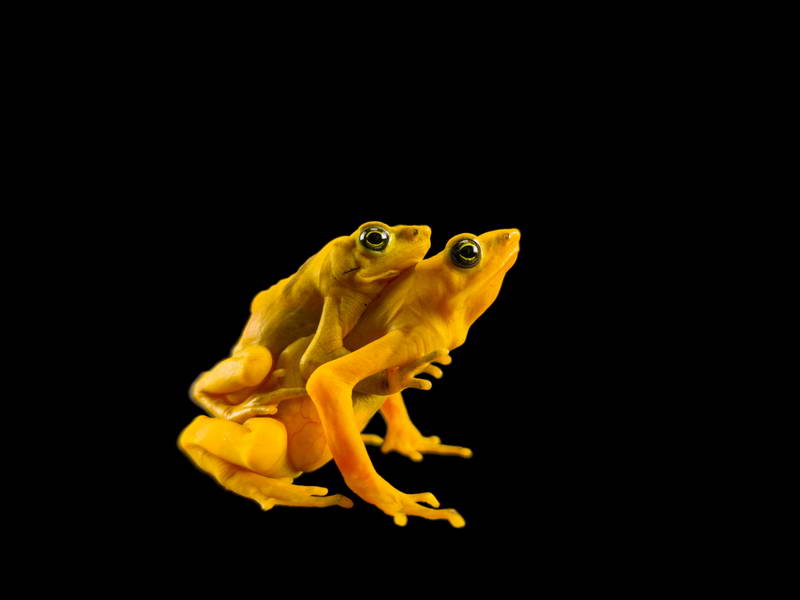 Panamanian Golden Frogs_oppo_natgeo_3