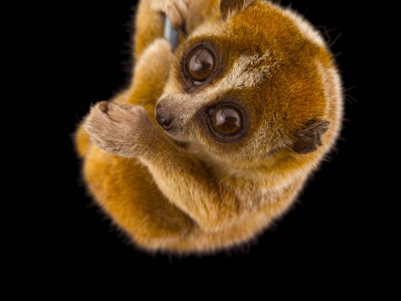 Pygmy Slow Loris_oppo_natgeo_1