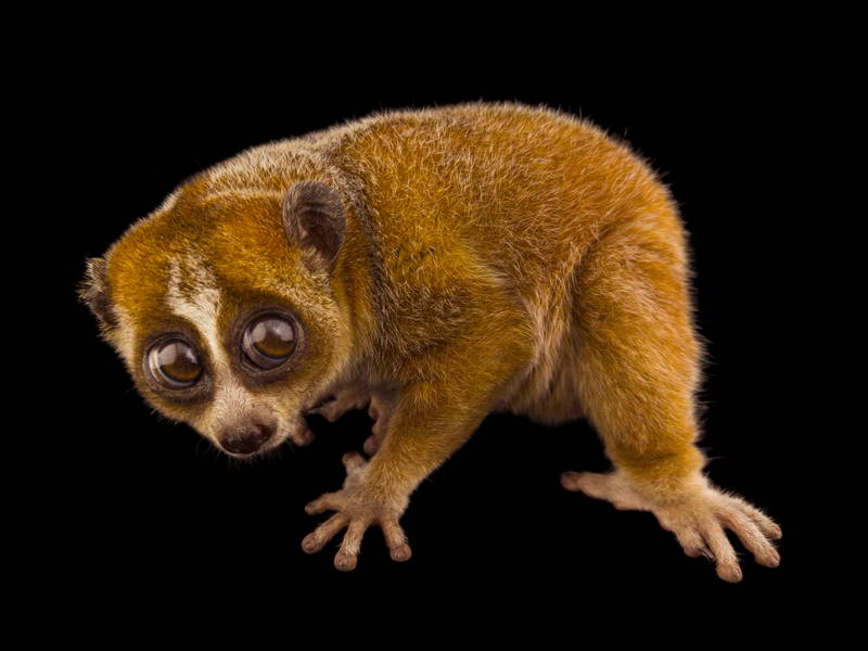 Pygmy Slow Loris_oppo_natgeo_2