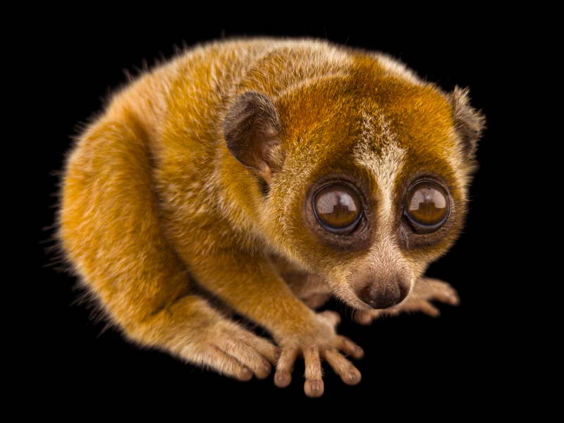 Pygmy Slow Loris_oppo_natgeo_3