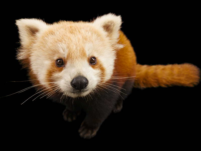 Red Panda_oppo_natgeo_1