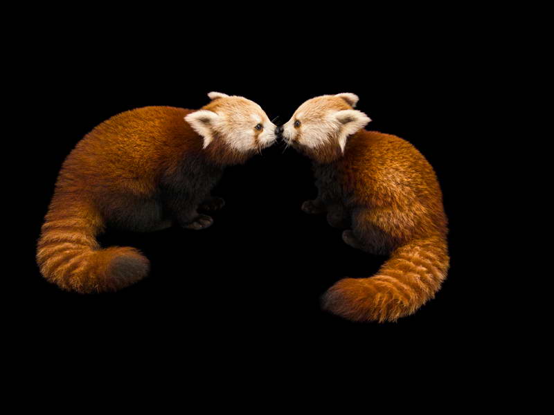 Red Panda_oppo_natgeo_2