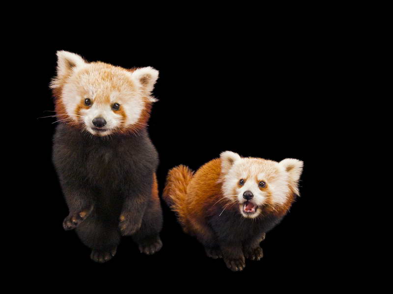 Red Panda_oppo_natgeo_3