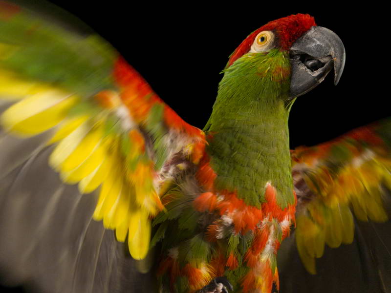 Thick-Billed Parrot_oppo_natgeo_3