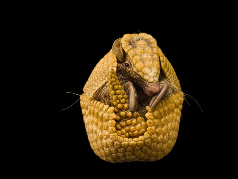 Three Banded Armadillo_oppo_natgeo_1