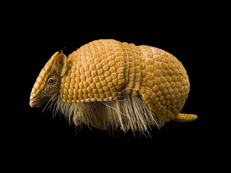 Three Banded Armadillo_oppo_natgeo_3