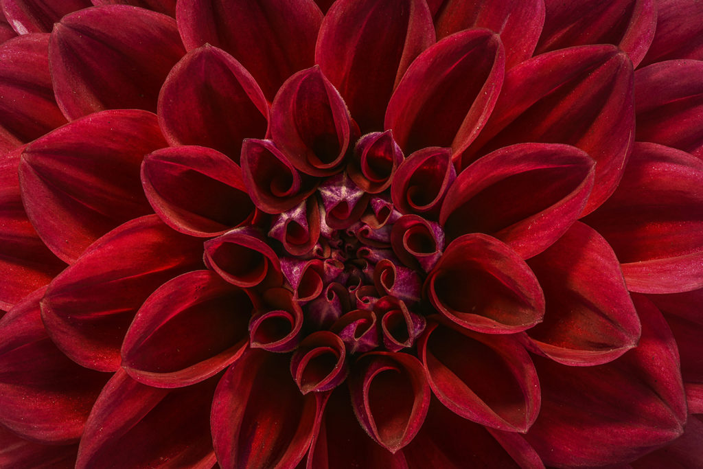 fotopuntoit_macro_avanzata_Dahlia