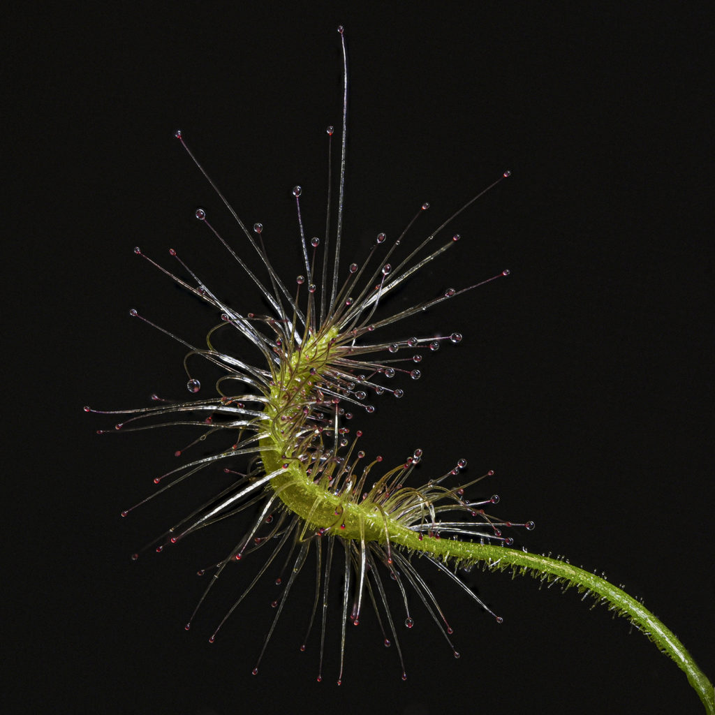 fotopuntoit_macro_avanzata_Drosera