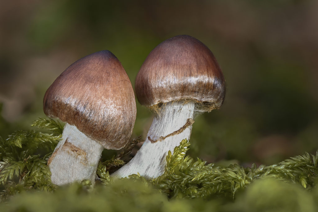 fotopuntoit_macro_avanzata_Funghi