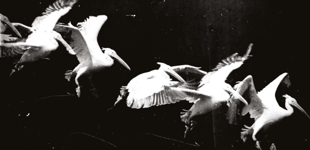 Etienne-Jules Marey - Volo di un pellicano (1882)