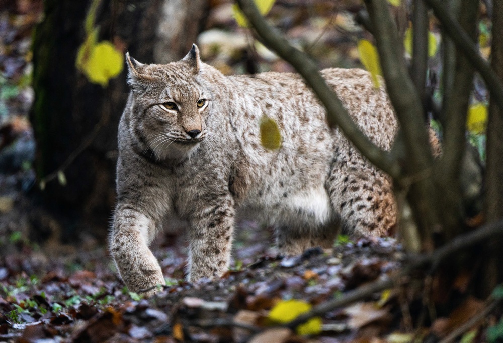 La lince si aggira guardinga tra i faggi ormai spogli. Le sue grandi zampe si sono adattate per “galleggiare” sulla neve alta.