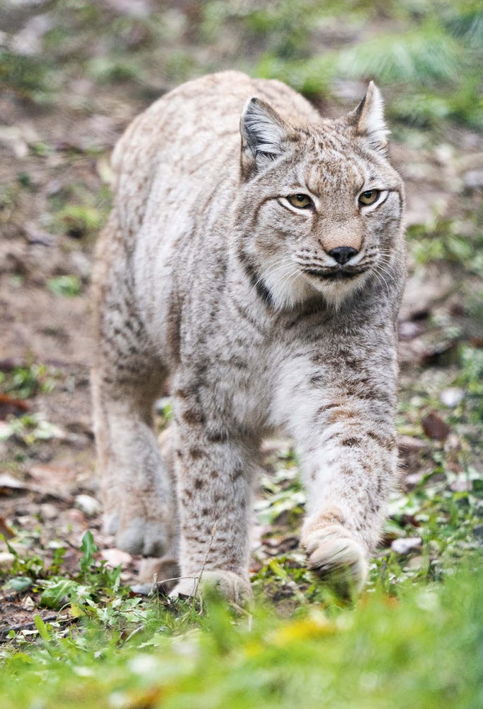 La lince procede con movimenti lenti e misurati. Per evitare immagini piatte e statiche in questa giornata senza sole ho cercato di movimentare lo scatto andando alla ricerca di qualche spunto di colore.