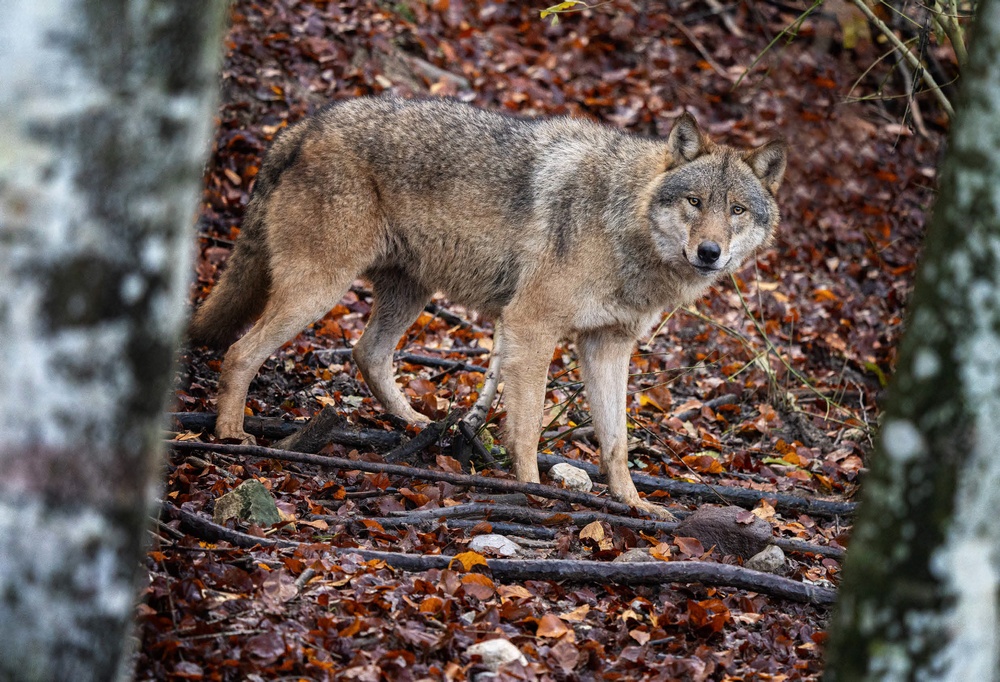 Il movimento del lupo è molto diverso da quello della lince: improvvisi scatti si alternano a momenti di sosta. Il focus tracking dell’occhio dell’animale, disponibile su A7III, è stato utilissimo per ottenere immagini bene a fuoco tra gli alberi