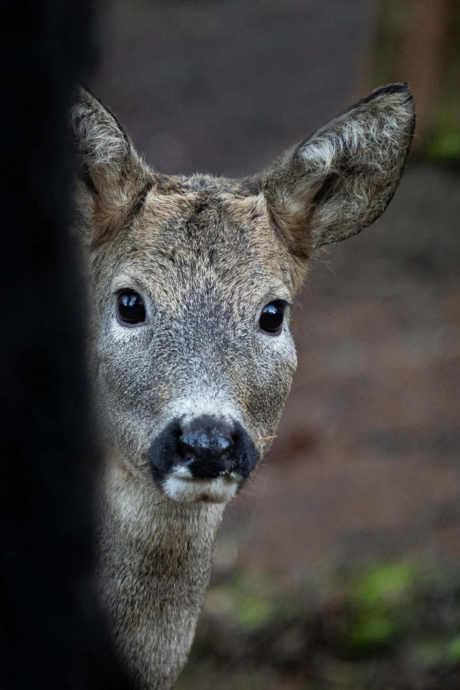 Nella fotografia di ritratto, non importa se di una modella o un capriolo, la regola fondamentale è che il fuoco sull’occhio sia perfetto.