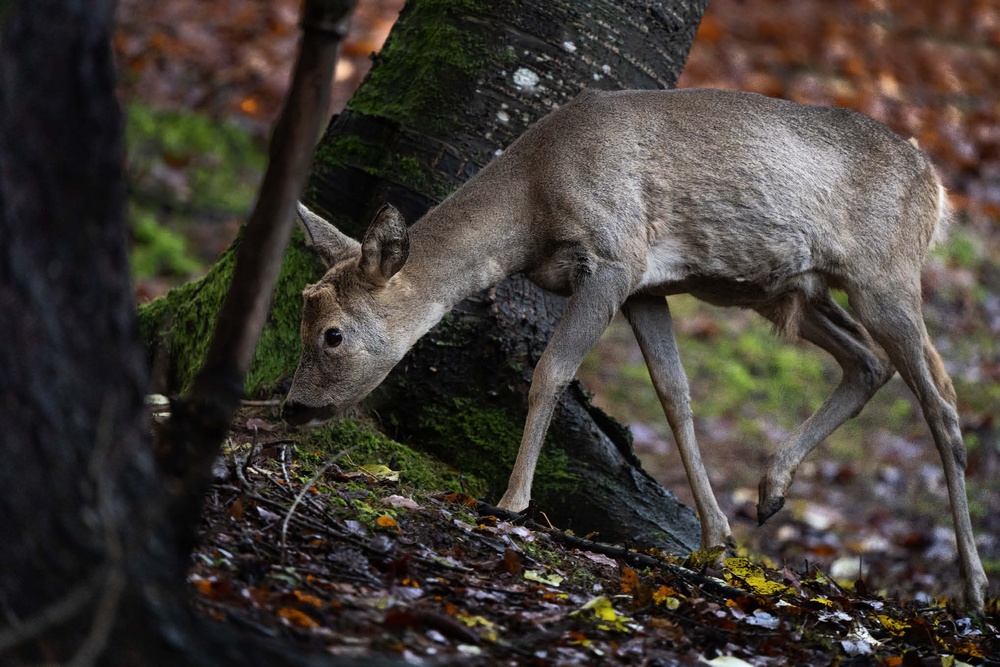 Il capriolo si aggira tra gli alberi tra il rosso delle foglie di faggio e il verde dei muschi.