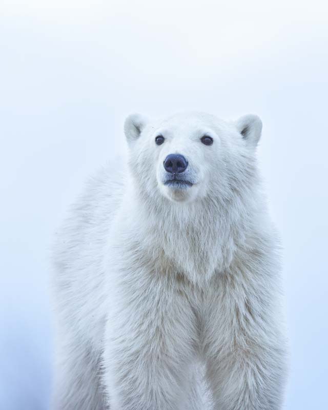 7143_25003_JennyZhao_UnitedStatesofAmerica_NationalAwards_NaturalWorldWildlife_2022