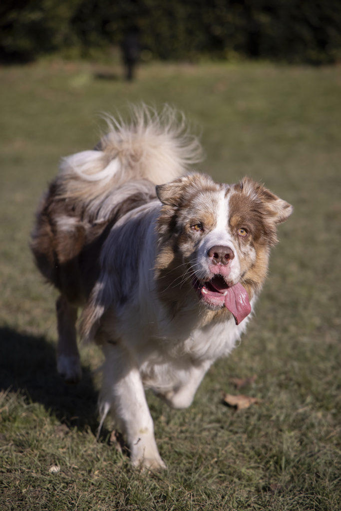 fotopuntoit_canon_eos-r5_animal-eye-af