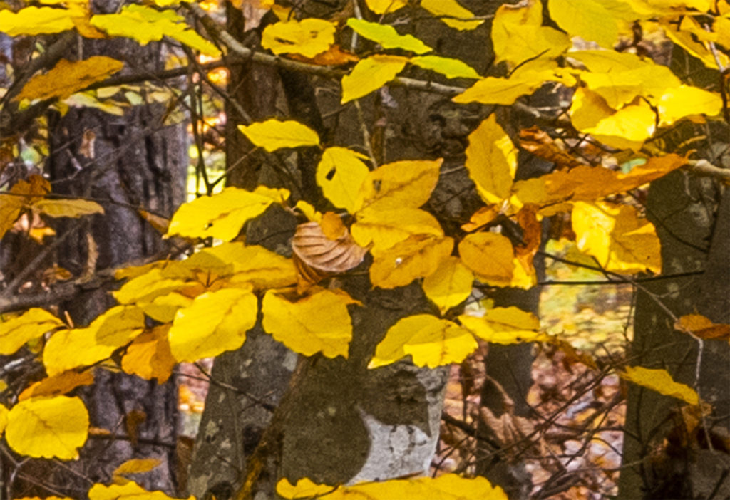 fotopuntoit_canon_eos-r5_faggi_castelvecchio_crop