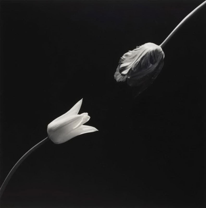 fotopuntoit_06_christes_ROBERT-MAPPLETHORPE-1946–1989-Tulips-1984-Christie’s