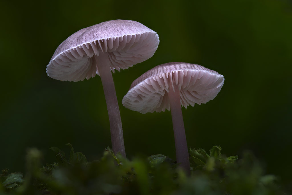 fotopuntoit_08_Funghi_Coppia_laowa_90mm