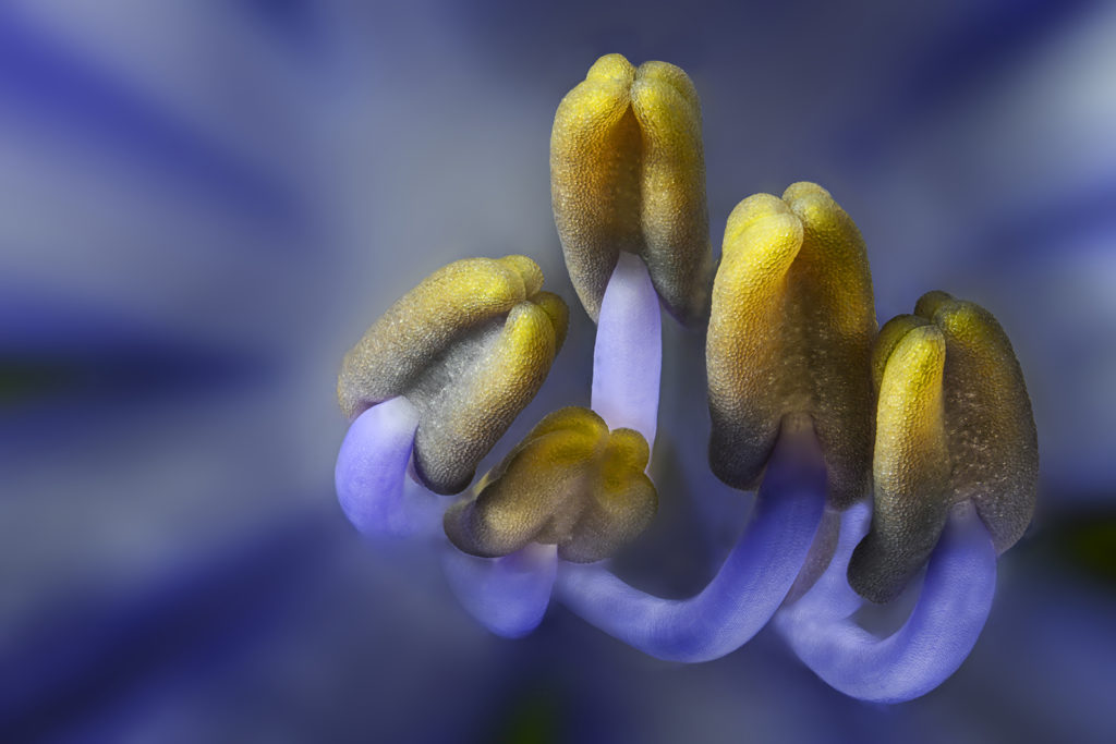 fotopuntoit_11_Agapanthus_laowa_90mm