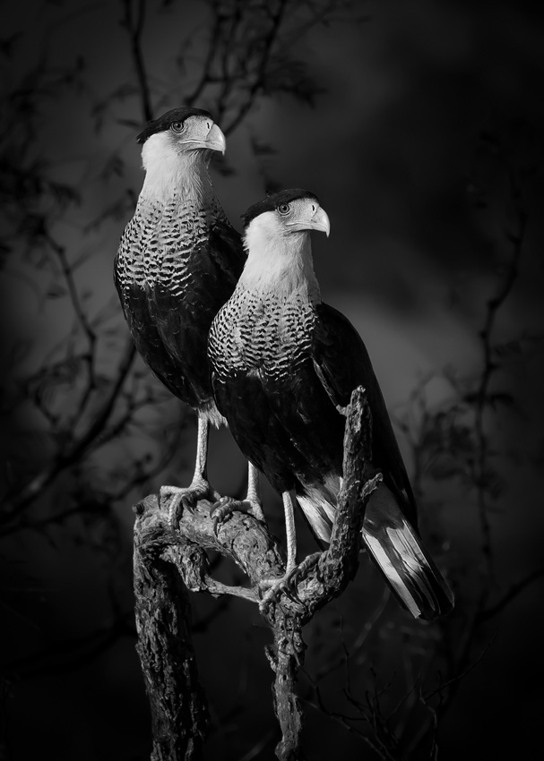 ©-Dinorah-Graue-Obscura-Mexico-Winner-Open-Competition-Natural-World-Wildlife-Sony-World-Photography-Awards-2023