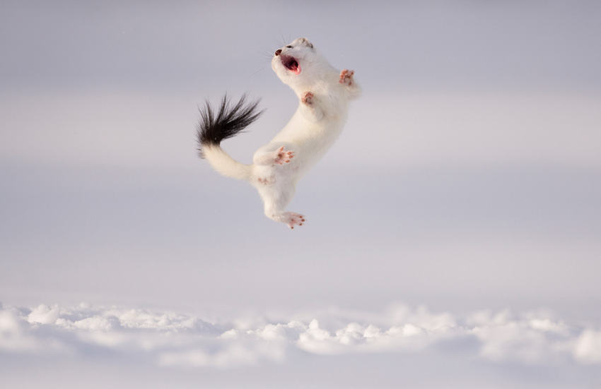 © Jose Manuel Grandio, Spain, Shortlist, Open Competition, Natural World & Wildlife, Sony World Photography Awards 2023