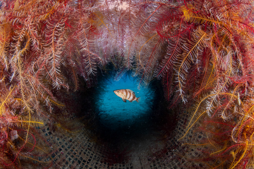 © Pietro Formis, Italy, Shortlist, Open Competition, Natural World & Wildlife, Sony World Photography Awards 2023