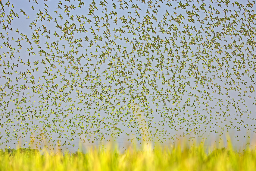 © Subrata Dey, Bangladesh, Shortlist, Open Competition, Natural World & Wildlife, Sony World Photography Awards 2023