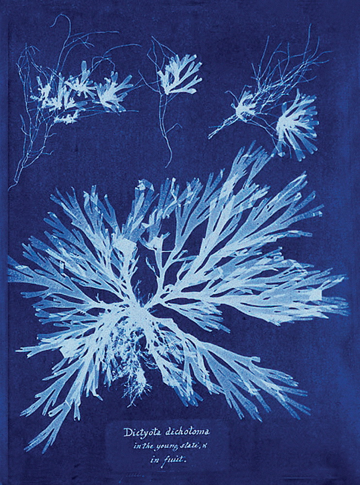  Cianotipia. Anna Atkins, alga