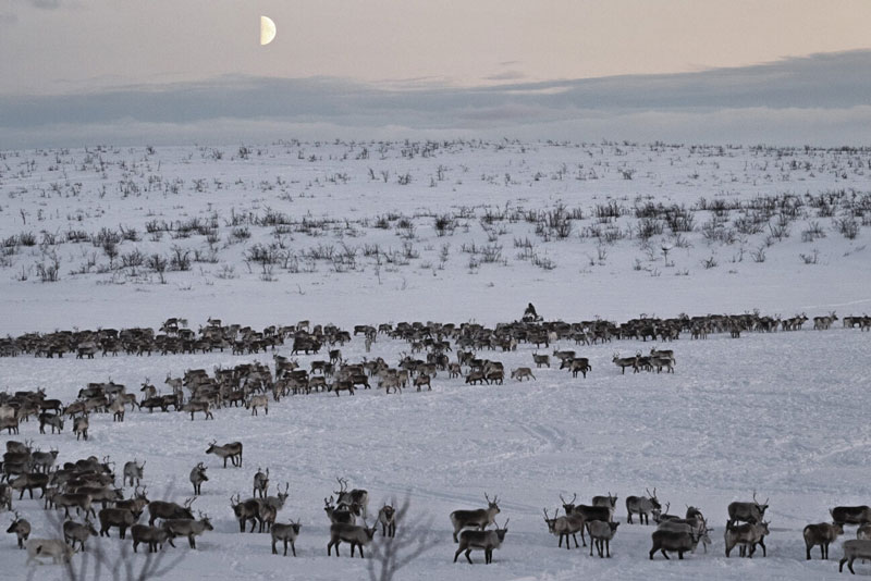 fotopuntoit_Valentina-Tamborra-tundra-e-kautokeino