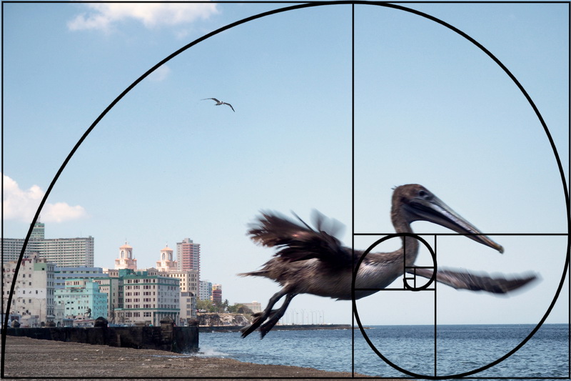 La struttura della spirale aurea conferisce equilibrio all’immagine; qui è applicata a un uccello in volo sulla passeggiata a mare de L’Avana, a Cuba.