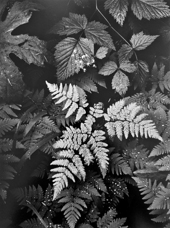 fotopuntoit_PURE-PHOTOGRAPHY-Ansel-Adams_«Leaves»-1942_©-Ansel-Adams-Publishing-Rights-Trust-_-all-rights-reserved