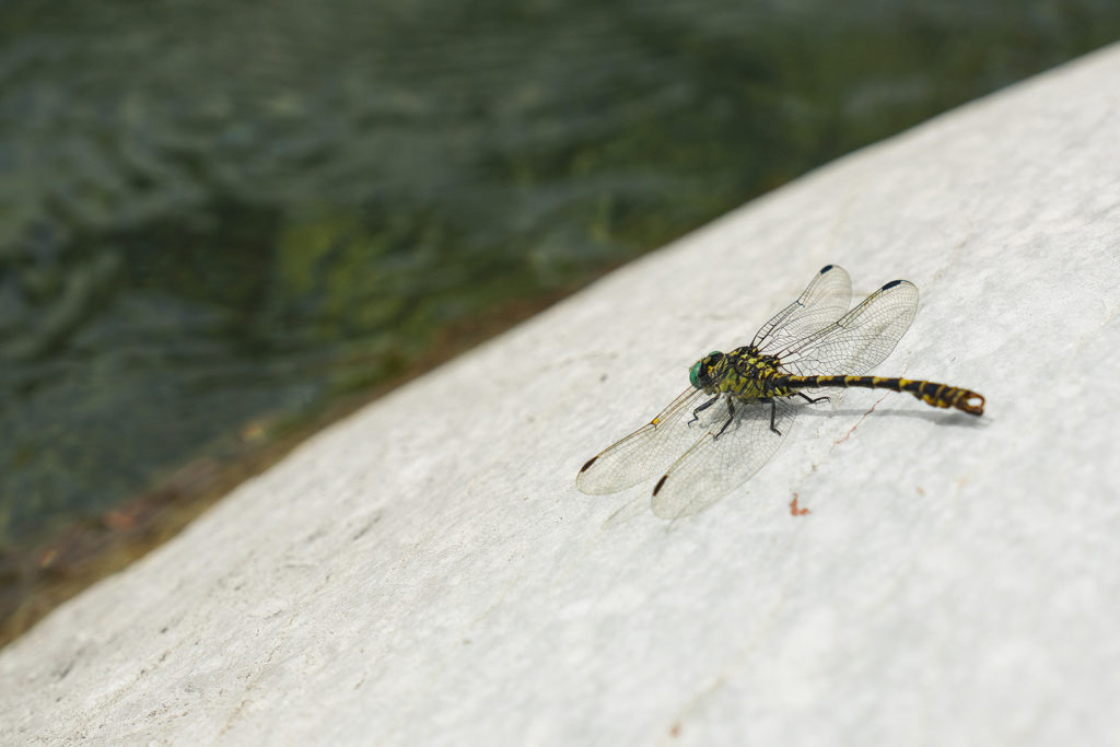 fotopuntoit_sony_a6700_prova_insect-af