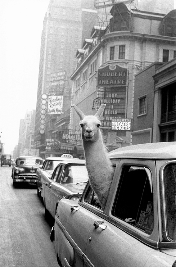 Lama a Times Square. NewYork, 1957 