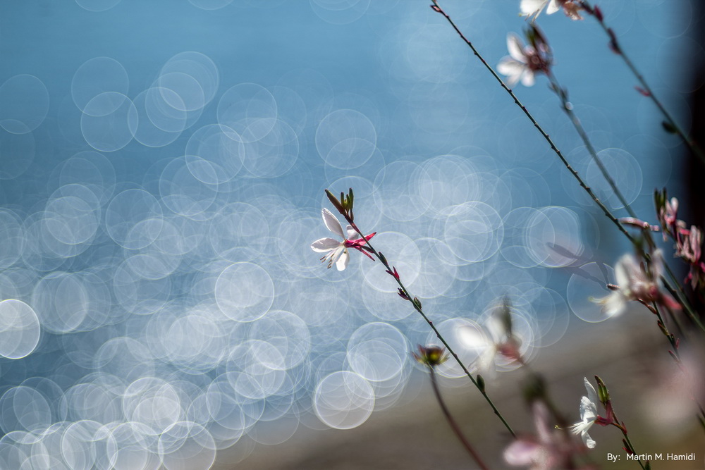 Bokeh a bolle con profilo luminoso