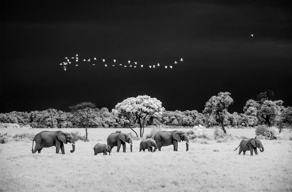 © Paolo Ameli. Masai Mara Elefanti, Kenya