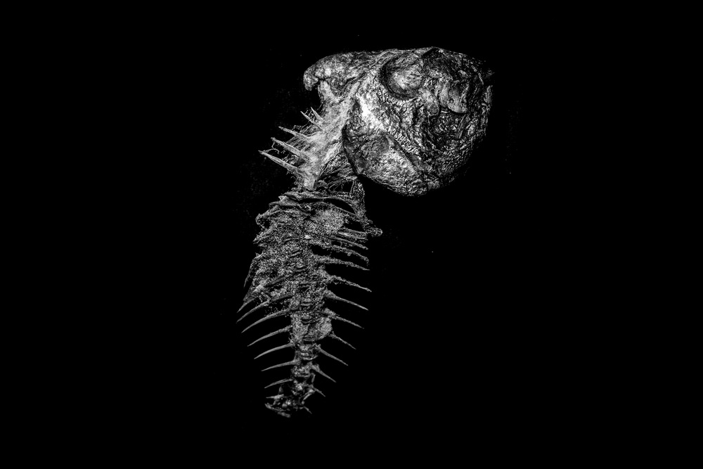 Alterazioni morfologiche alla colonna vertebrale di un pesce proveniente dalla rada di Augusta
